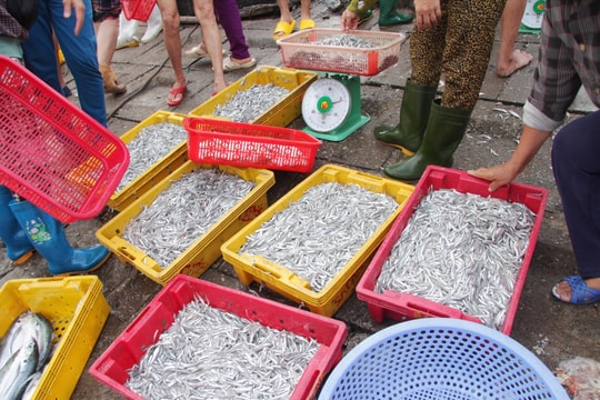 Ngư dân được mùa cá cơm