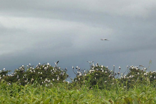 Chim hoang dã chết hàng loạt vì bệnh cúm gia cầm tại Campuchia