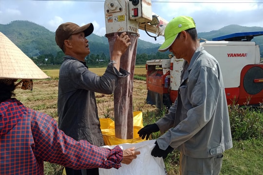 Hiệp Đức được mùa lúa đông xuân