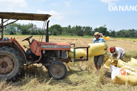 Nông dân Hòa Vang bội thu vụ lúa đông xuân