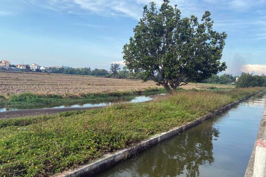 Hội An ứng phó nhiễm mặn