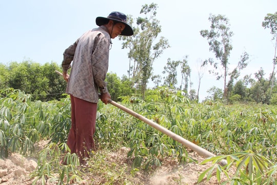 Nông dân Tam Anh Bắc nâng cao thu nhập nhờ chuyển đổi cây trồng