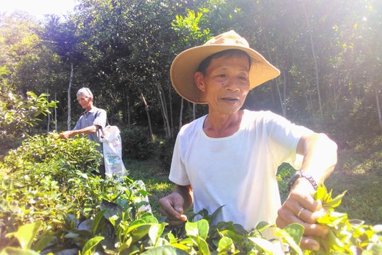 Phục hồi thương hiệu chè Đức Phú