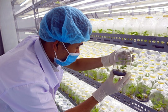 Kỳ vọng nông nghiệp công nghệ cao