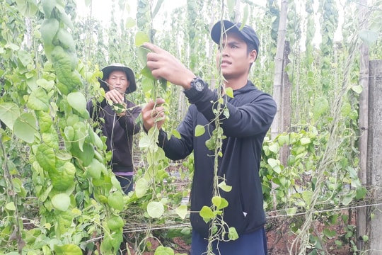 Nông dân Tam Xuân 2 “hái ra tiền” từ cây sương sâm