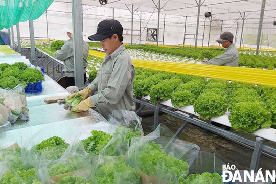 Giá vật tư nông nghiệp tăng cao, nông dân gặp khó