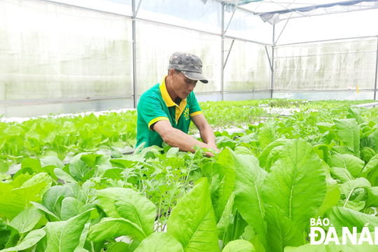 Trồng rau qua ứng dụng điện thoại thông minh