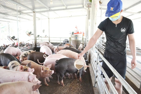 Phát huy vai trò quỹ tín dụng nhân dân