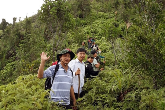 Trồng thử nghiệm cây dược liệu trên núi Chúa