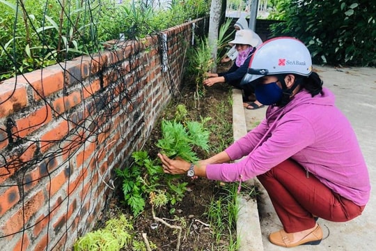 Vườn cây thuốc nam của phụ nữ khối phố Hậu Xá