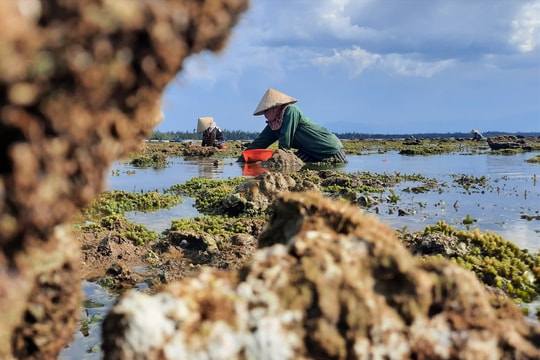 Nhọc nhằn nghề cào nghêu