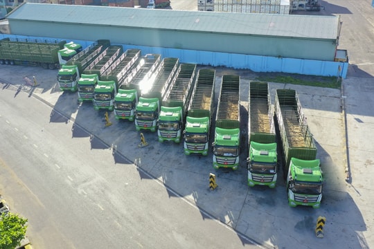 Năm 2021, Thilogi sẽ vận chuyển 10.000 con heo các loại