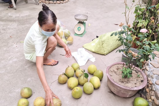 Kinh tế vườn suy giảm do thiên tai, dịch bệnh