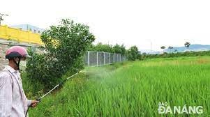 Xử lý bệnh khô vằn trên cây lúa đang gây hại diện rộng