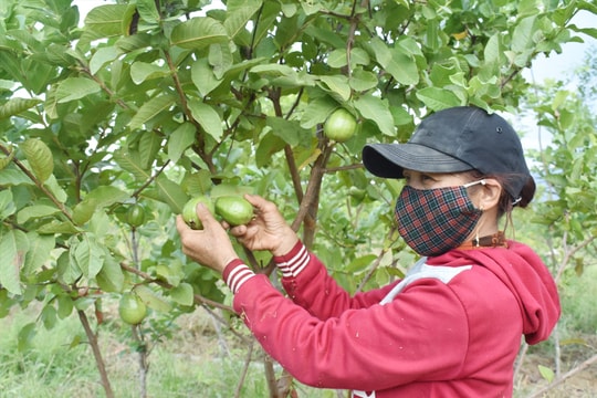Vùng giáp ranh Đà Nẵng khó tiêu thụ nông sản