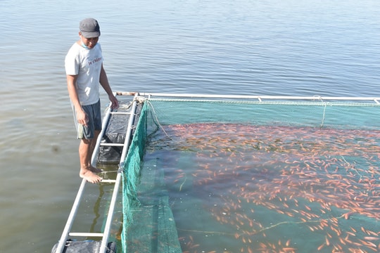Chủ động bảo vệ cá lồng bè trước mùa mưa lũ