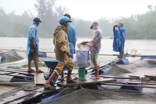 Thăng Bình, Núi Thành thiệt hại nhiều hoa màu, ao nuôi thủy sản