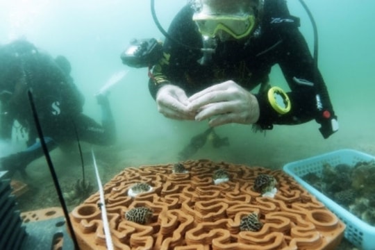 Khôi phục san hô bằng công nghệ in 3D