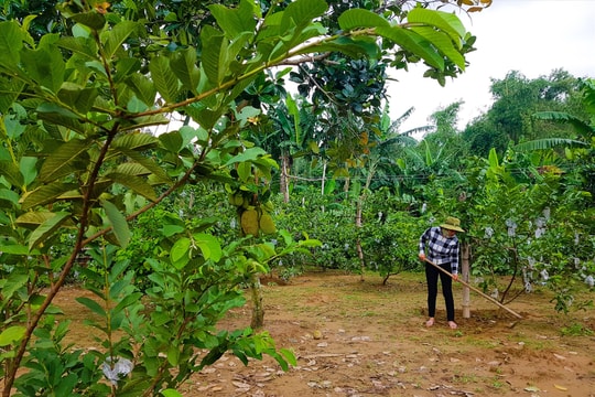 Phát triển, nhân rộng các mô hình sản xuất nông nghiệp hiệu quả