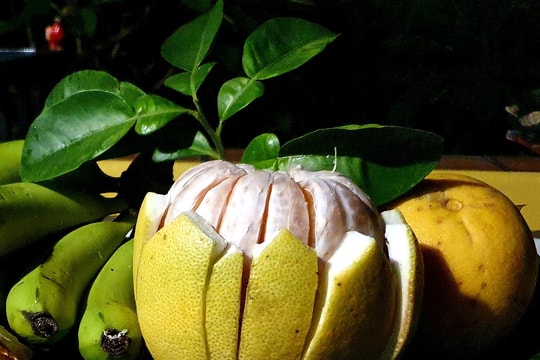 Bưởi Phúc Trạch