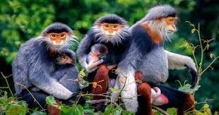 Hai loài động vật mới của Việt Nam đang ở khu bảo tồn thiên nhiên Sơn Trà và Bà Nà - Núi Chúa