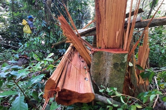 Tỉnh ủy chỉ đạo xử lý nghiêm vụ phá rừng phòng hộ ở Trà Bui