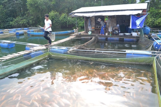 Rủi ro nuôi cá lồng bè mùa bão lũ