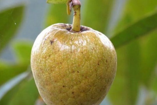 Thức quà quê - bình bát dầm đá đường