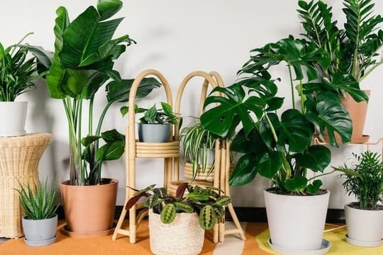 Top 10 cây phong thủy mang đến vận may tài lộc theo Xanh Bonsai