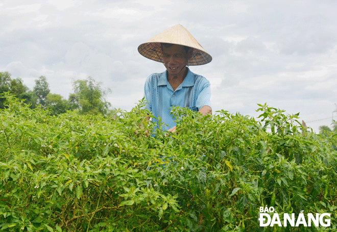 Nỗ lực chuyển đổi cây trồng, vật nuôi