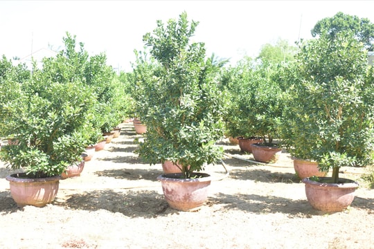 Hội An: Khan hiếm đất nguyên liệu trồng quật cảnh