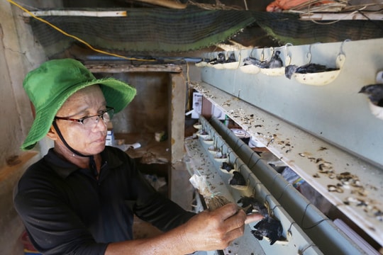 Suy giảm đàn yến Cù Lao Chàm