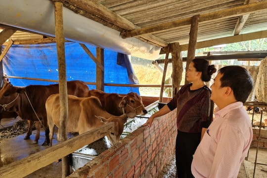 Nhiều hộ dân Phước Sơn vươn lên từ vốn vay Ngân hàng Chính sách xã hội