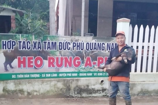 Đặc sản heo đen bản địa A.Pi