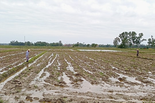 Nông dân vào vụ lúa đông xuân