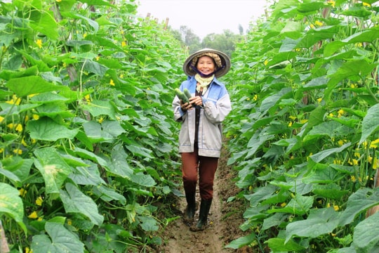 Phấn đấu đến năm 2025 giá trị sản xuất rau củ quả đảm bảo vệ sinh an toàn thực phẩm đạt bình quân 150 triệu đồng/ha