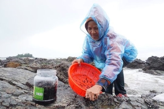 Nhọc nhằn hái rong mứt