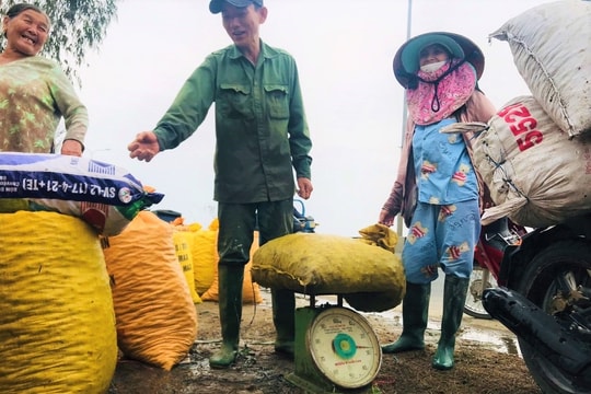 Người dân Thăng Bình bắt ốc bươu vàng bán cho thương lái