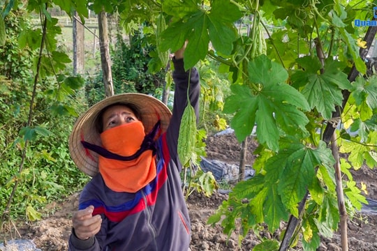 [VIDEO] - Khổ qua sạch Phú Mỹ