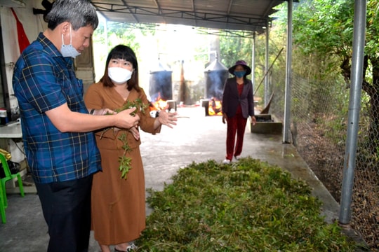 Phó Chủ tịch UBND tỉnh Hồ Quang Bửu: "Mở rộng vùng nguyên liệu, chế biến sâu tinh dầu tràm"