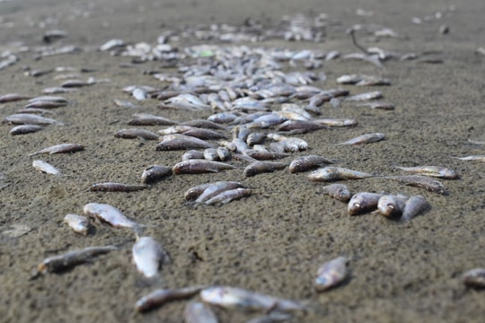 Cá chết hàng loạt trên kênh Ba La ở xã Tam Thăng