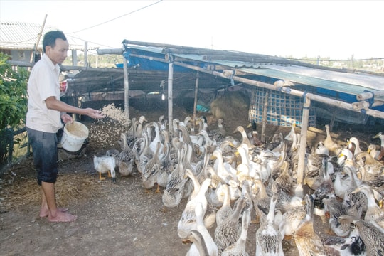 Gương sáng nông dân sản xuất giỏi