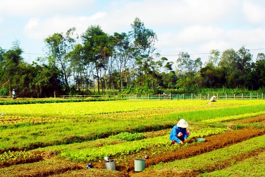 Còn thương cà tím thì về vườn quê