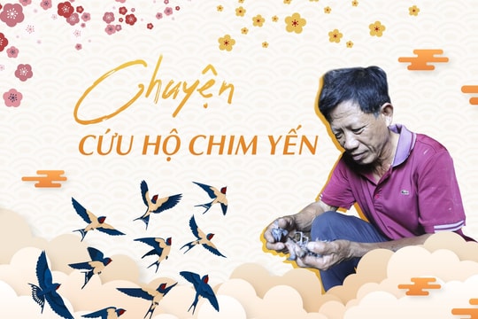 Chuyện cứu hộ chim yến