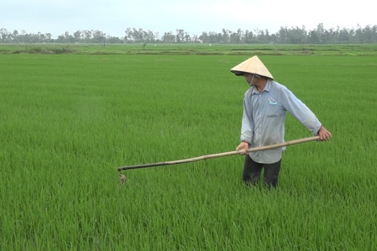 Thăng Bình tập trung cho vụ lúa đông xuân