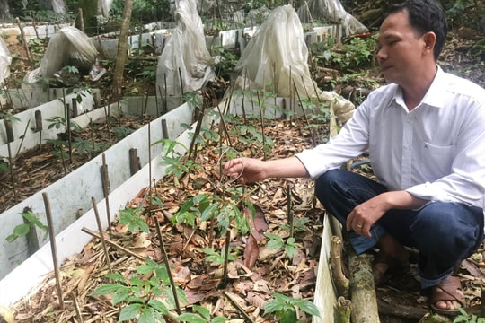 Nhân rộng mô hình trồng dược liệu