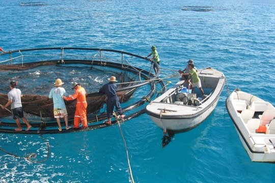 Triển vọng nghề nuôi biển