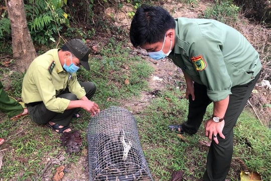 Thả 1 cá thể trăn đất về rừng