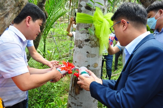 Hợp tác xã Tasiho khởi công cấy tạo trầm hương sinh học