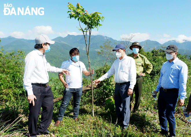 Phát triển rừng bền vững từ trồng cây gỗ lớn